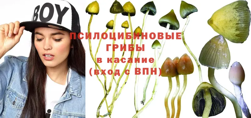 Псилоцибиновые грибы Psilocybine cubensis Туймазы